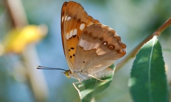 Butterflies & Dragonflies