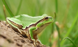Amphibians and reptiles