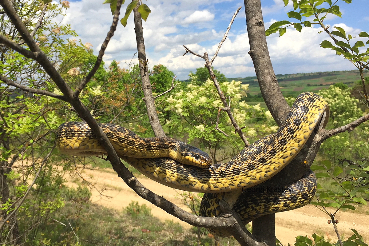 Blotched Snake by Georgi Krastev