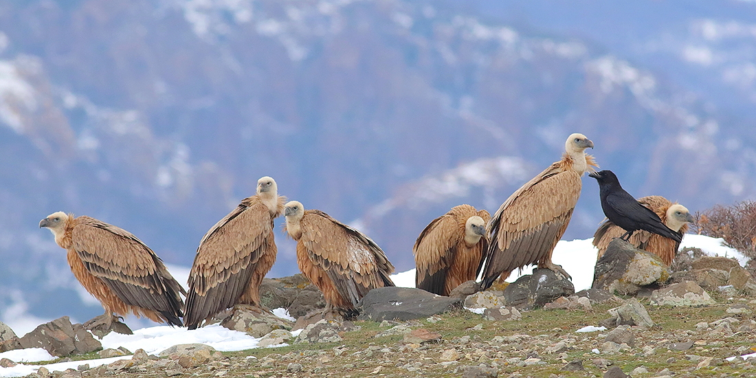 bird photography tour in Bulgaria and Greece