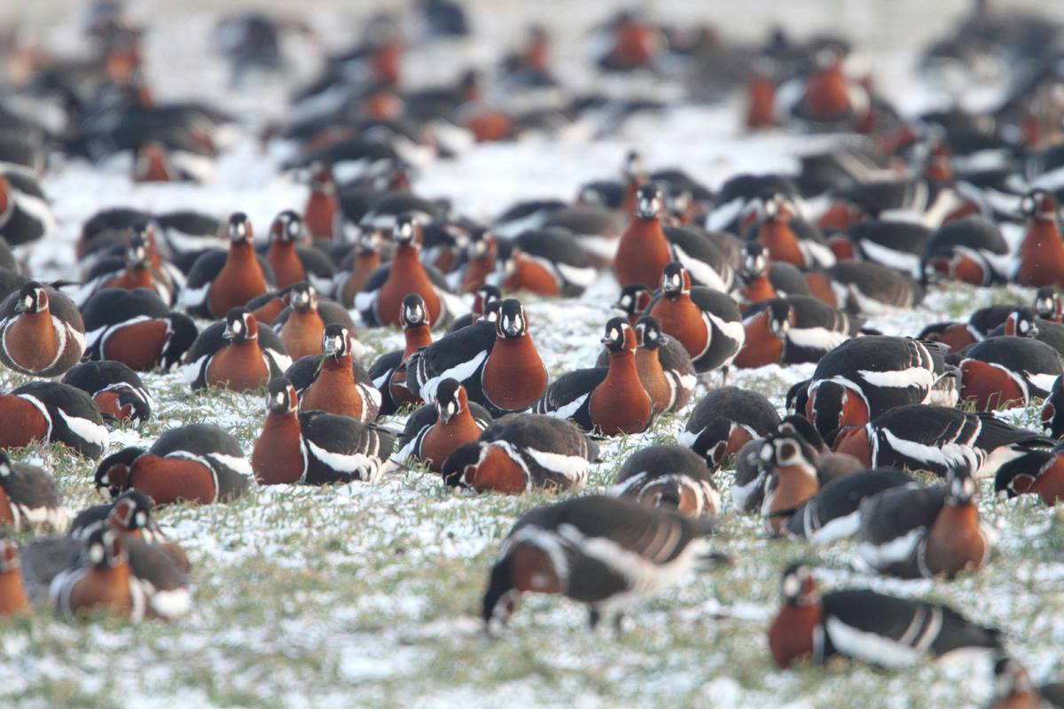 Red-breasted Geese by Mladen Vasilev