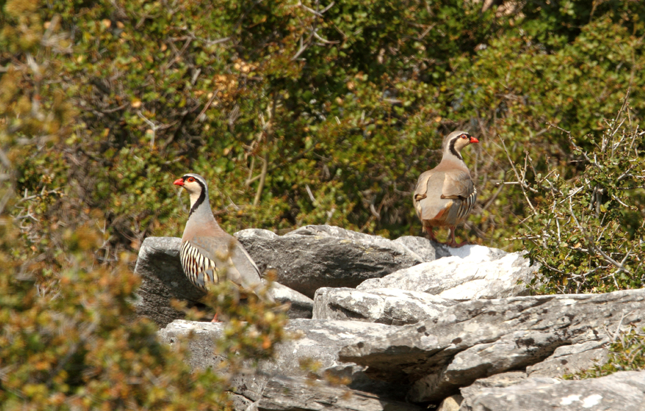 Rock Partridges by Eric Janssen