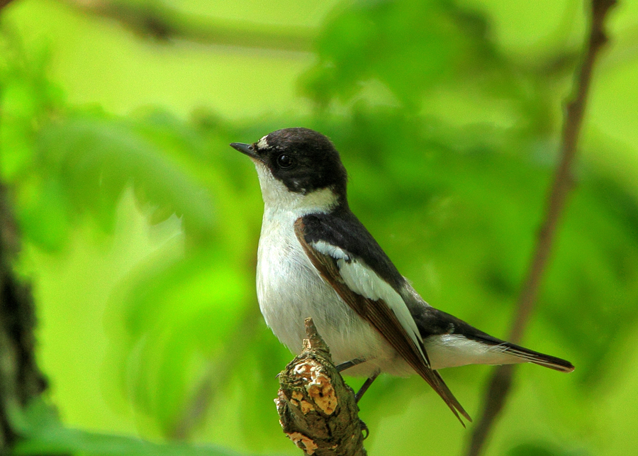 Semi-collared Flycatcher by Mladen Vasilev