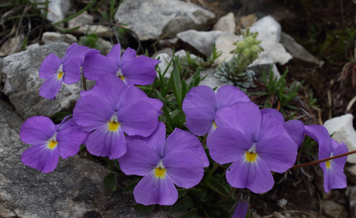 Viola pirenaica by Dimiter Georgiev