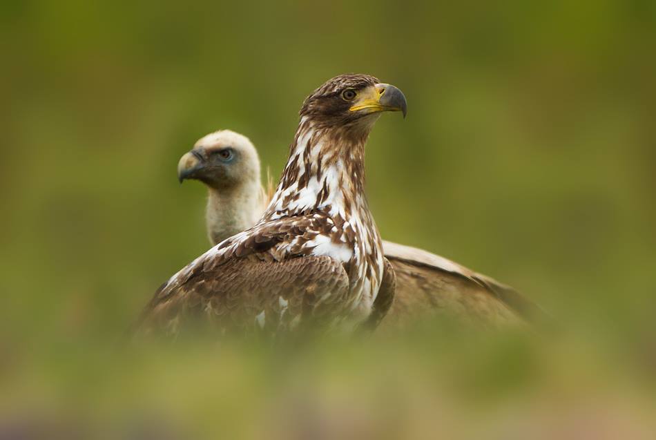 White-tailed Eagle and Eurasian Griffon Vulture