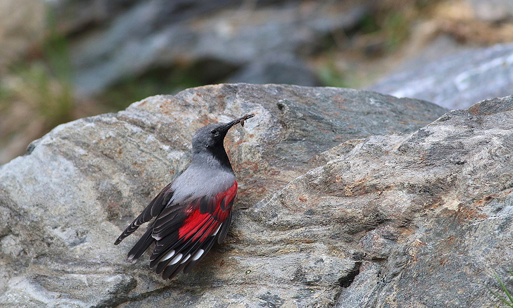 Wallcreeper by Dimiter Georgiev