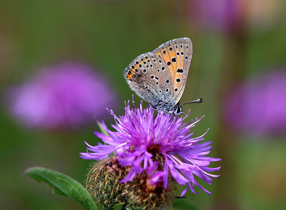 Summer buttefly tour to Bulgaria