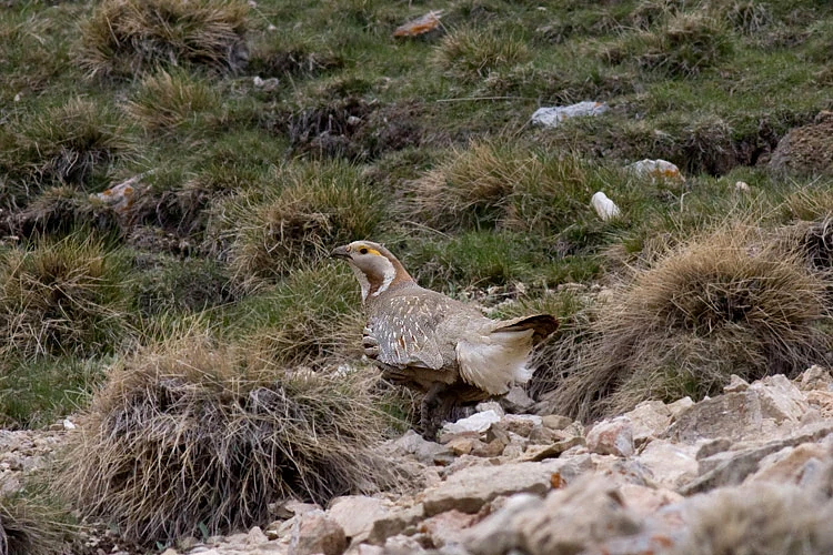 spring-birding-tour-to-Azerbaijan
