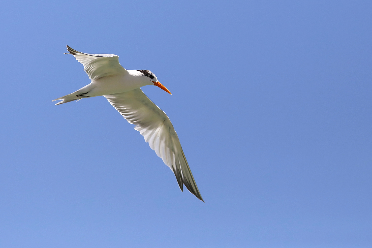 Oman Birding Tour_Lesser Crested Tern